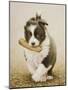 Border Collie-John Silver-Mounted Giclee Print