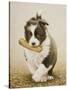 Border Collie-John Silver-Stretched Canvas