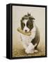 Border Collie-John Silver-Framed Stretched Canvas