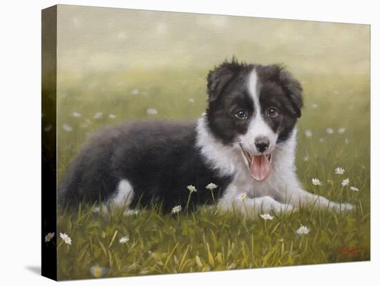 Border Collie-John Silver-Stretched Canvas