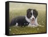 Border Collie-John Silver-Framed Stretched Canvas