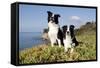 Border Collies in Ice-Plant on Bluff Overlooking Pacific Ocean, Goleta, California, USA-Lynn M^ Stone-Framed Stretched Canvas