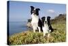 Border Collies in Ice-Plant on Bluff Overlooking Pacific Ocean, Goleta, California, USA-Lynn M^ Stone-Stretched Canvas