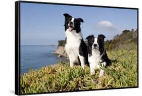 Border Collies in Ice-Plant on Bluff Overlooking Pacific Ocean, Goleta, California, USA-Lynn M^ Stone-Framed Stretched Canvas