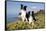 Border Collies in Ice-Plant on Bluff Overlooking Pacific Ocean, Goleta, California, USA-Lynn M^ Stone-Framed Stretched Canvas