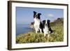 Border Collies in Ice-Plant on Bluff Overlooking Pacific Ocean, Goleta, California, USA-Lynn M^ Stone-Framed Photographic Print