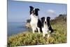 Border Collies in Ice-Plant on Bluff Overlooking Pacific Ocean, Goleta, California, USA-Lynn M^ Stone-Mounted Photographic Print