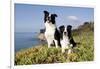 Border Collies in Ice-Plant on Bluff Overlooking Pacific Ocean, Goleta, California, USA-Lynn M^ Stone-Framed Photographic Print