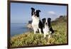 Border Collies in Ice-Plant on Bluff Overlooking Pacific Ocean, Goleta, California, USA-Lynn M^ Stone-Framed Photographic Print