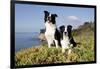 Border Collies in Ice-Plant on Bluff Overlooking Pacific Ocean, Goleta, California, USA-Lynn M^ Stone-Framed Photographic Print