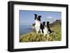 Border Collies in Ice-Plant on Bluff Overlooking Pacific Ocean, Goleta, California, USA-Lynn M^ Stone-Framed Photographic Print