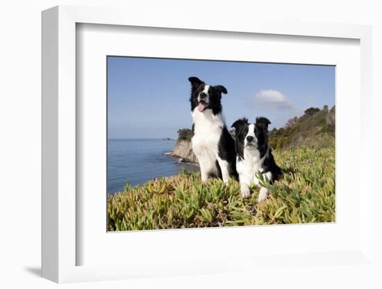 Border Collies in Ice-Plant on Bluff Overlooking Pacific Ocean, Goleta, California, USA-Lynn M^ Stone-Framed Photographic Print