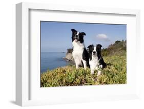 Border Collies in Ice-Plant on Bluff Overlooking Pacific Ocean, Goleta, California, USA-Lynn M^ Stone-Framed Photographic Print