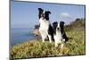 Border Collies in Ice-Plant on Bluff Overlooking Pacific Ocean, Goleta, California, USA-Lynn M^ Stone-Mounted Photographic Print