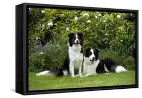Border Collies Sitting in the Garden-null-Framed Stretched Canvas
