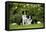 Border Collies Sitting in the Garden-null-Framed Stretched Canvas