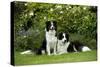 Border Collies Sitting in the Garden-null-Stretched Canvas