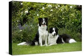 Border Collies Sitting in the Garden-null-Stretched Canvas