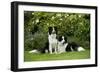 Border Collies Sitting in the Garden-null-Framed Premium Photographic Print