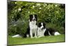 Border Collies Sitting in the Garden-null-Mounted Premium Photographic Print