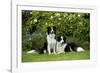 Border Collies Sitting in the Garden-null-Framed Photographic Print