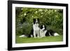 Border Collies Sitting in the Garden-null-Framed Photographic Print