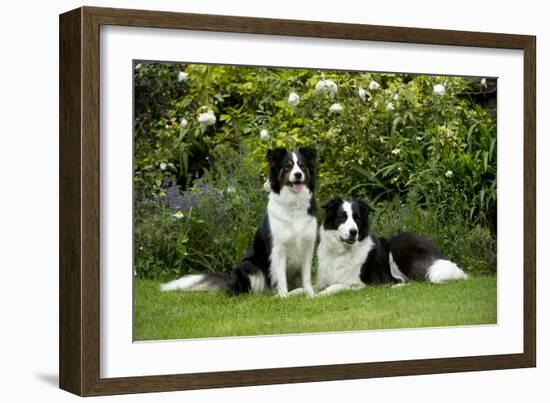 Border Collies Sitting in the Garden-null-Framed Photographic Print