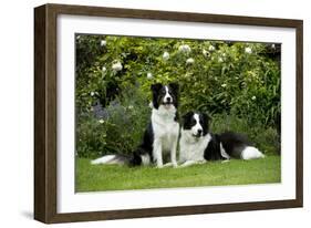 Border Collies Sitting in the Garden-null-Framed Photographic Print