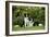 Border Collies Sitting in the Garden-null-Framed Photographic Print