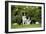 Border Collies Sitting in the Garden-null-Framed Photographic Print