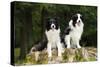 Border Collies Sitting on Tree Stump-null-Stretched Canvas