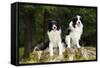 Border Collies Sitting on Tree Stump-null-Framed Stretched Canvas