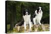 Border Collies Sitting on Tree Stump-null-Stretched Canvas