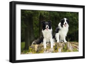 Border Collies Sitting on Tree Stump-null-Framed Photographic Print