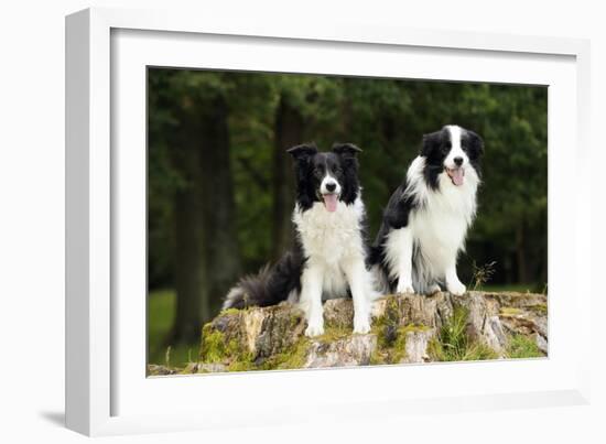 Border Collies Sitting on Tree Stump-null-Framed Photographic Print