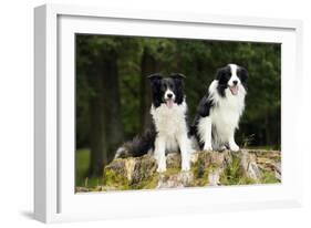 Border Collies Sitting on Tree Stump-null-Framed Photographic Print