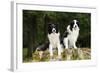 Border Collies Sitting on Tree Stump-null-Framed Photographic Print