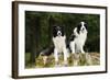 Border Collies Sitting on Tree Stump-null-Framed Photographic Print