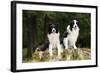 Border Collies Sitting on Tree Stump-null-Framed Photographic Print