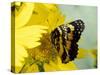 Border Patch Butterfly on Cowpen Daisy-Maresa Pryor-Stretched Canvas