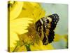 Border Patch Butterfly on Cowpen Daisy-Maresa Pryor-Stretched Canvas