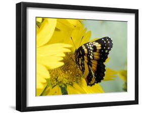 Border Patch Butterfly on Cowpen Daisy-Maresa Pryor-Framed Photographic Print