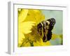 Border Patch Butterfly on Cowpen Daisy-Maresa Pryor-Framed Photographic Print