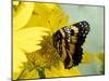Border Patch Butterfly on Cowpen Daisy-Maresa Pryor-Mounted Photographic Print