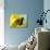Border Patch Butterfly on Cowpen Daisy-Maresa Pryor-Photographic Print displayed on a wall