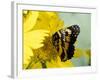 Border Patch Butterfly on Cowpen Daisy-Maresa Pryor-Framed Photographic Print