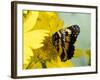 Border Patch Butterfly on Cowpen Daisy-Maresa Pryor-Framed Photographic Print