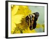 Border Patch Butterfly on Cowpen Daisy-Maresa Pryor-Framed Photographic Print