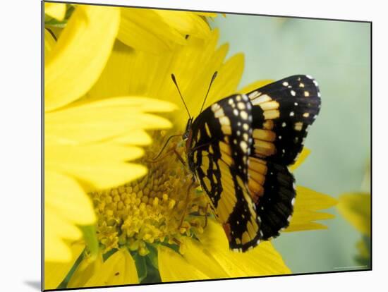 Border Patch Butterfly on Cowpen Daisy-Maresa Pryor-Mounted Photographic Print