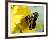 Border Patch Butterfly on Cowpen Daisy-Maresa Pryor-Framed Photographic Print